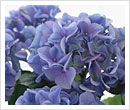 Hortensia